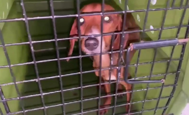 Polícia resgata animais que sofriam maus-tratos e prende suspeito pelo crime no Rio