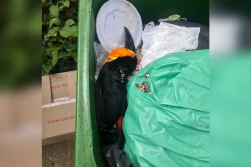 RJ: tucano é descartado no lixo após bater em vidro da mostra Casacor
