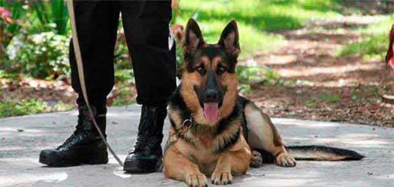Projeto de lei visa proibir locação de cães de guarda patrimonial no RJ