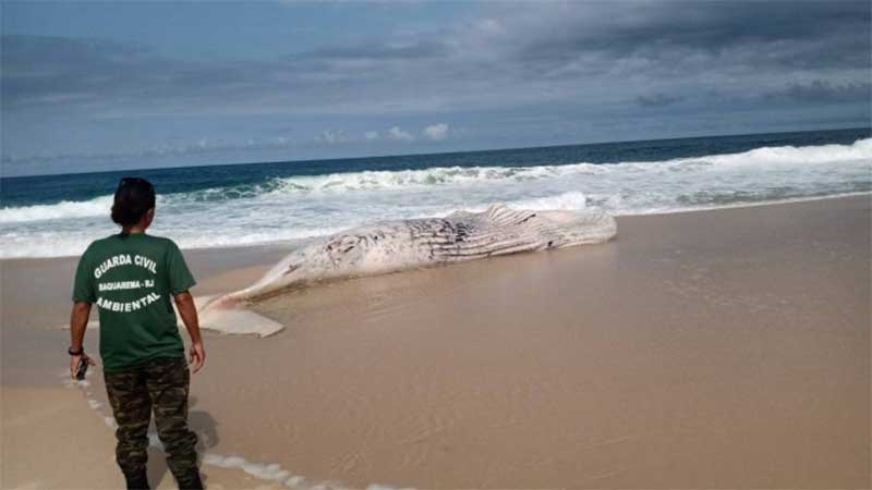 Baleia-jubarte de 13 toneladas é encontrada morta em praia de Saquarema, RJ