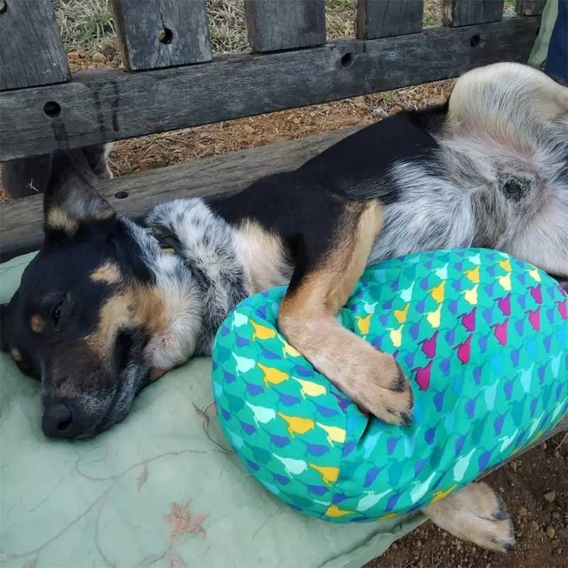 Há cerca de quatro anos o cãozinho Lucky foi adotado e ganhou um novo lar, uma família da localidade de Santa Rita