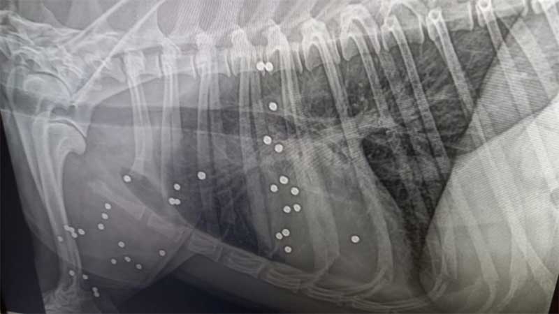 Radiografia mostra número de vezes que o animal foi atingido, na última terça-feira