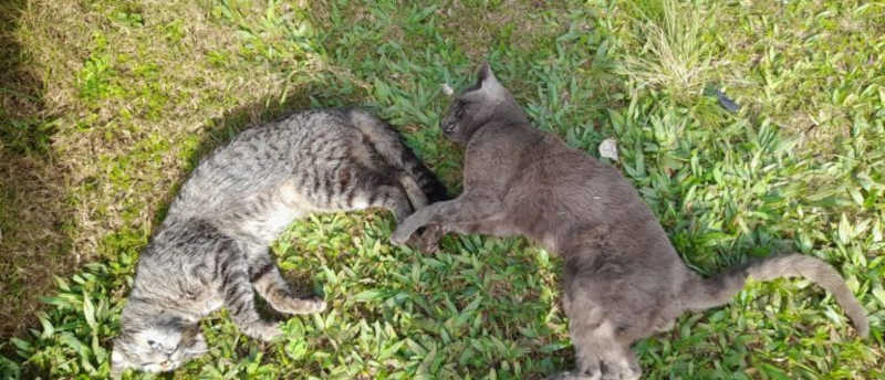 Gatos são mortos envenenados no KM Zero, em em Cachoeira do Sul, RS