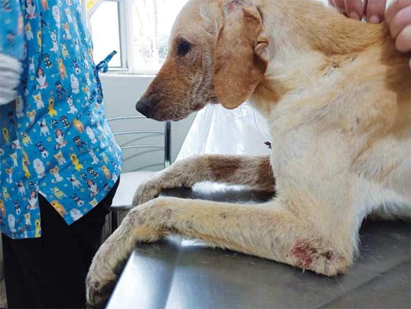 ONG pede “socorro” para conter maus-tratos aos animais em Montenegro, RS