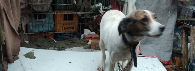 Cadela e coelho em situação de maus-tratos são resgatados em Santa Maria, RS