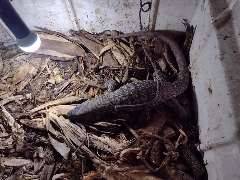 Lagarto encontrado amarrado dentro de caixa d’água é devolvido à natureza em Santa Maria, RS