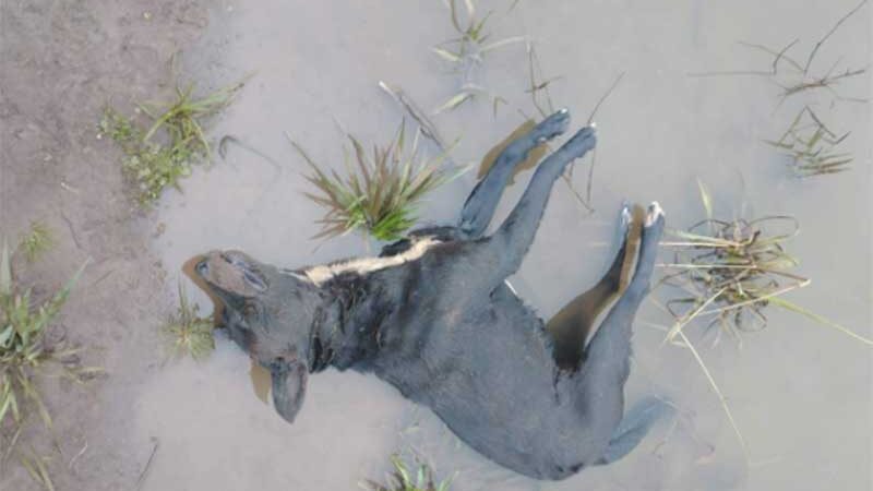 Animais são encontrados mortos por envenenamento em Vacaria, RS