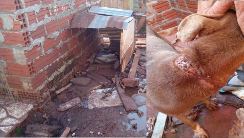 Homem é preso em flagrante por maus-tratos contra cadela em Coxilha, RS