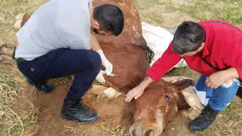 Cavalo extremamente desnutrido é sacrificado em Balneário Camboriú, SC