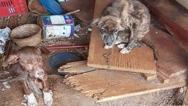Polícia Militar resgata cães em situação de maus-tratos em Caçador, SC