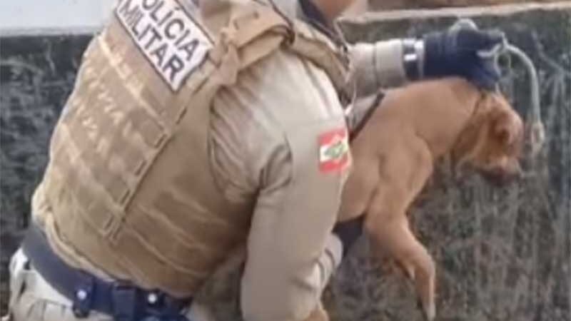 Policiais salvam cachorro enforcado pela coleira em Caçador, SC; VÍDEO