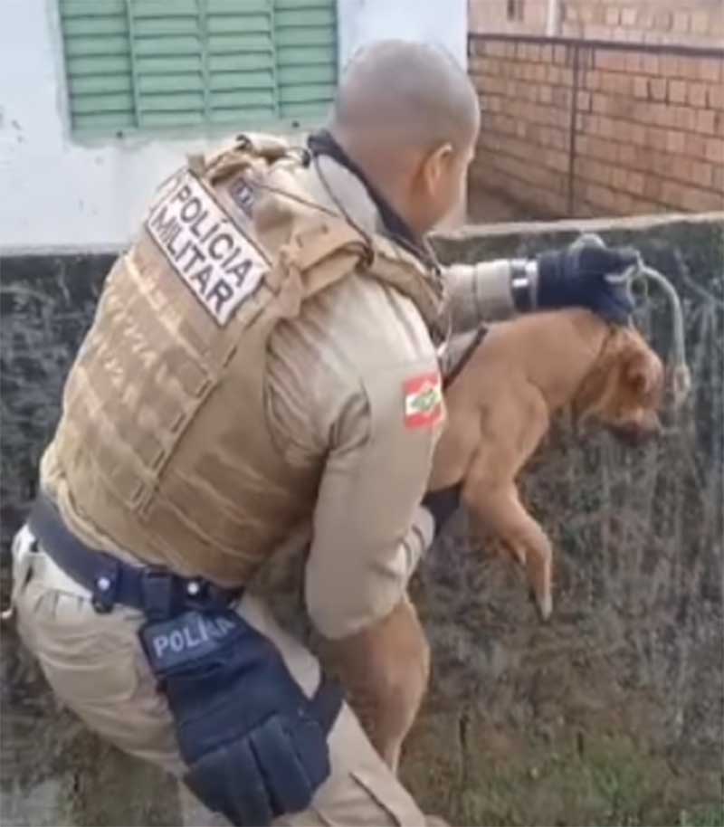 Policiais salvam cachorro enforcado pela coleira em Caçador, SC; VÍDEO