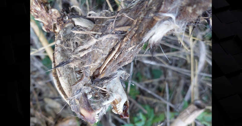 Cachorro é encontrado morto, espetado entre bambus no Alto da Tijuca, em Canoinhas