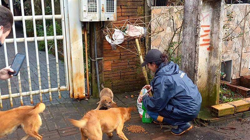 Animais de rua e de famílias de baixa renda recebem casinhas para se proteger do frio em Chapecó, SC