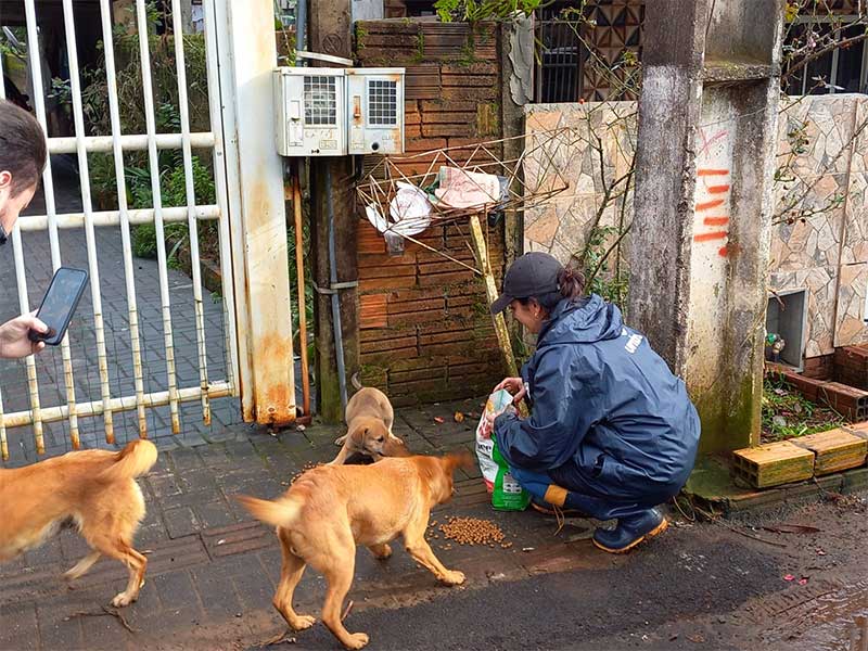 Animais de rua e de famílias de baixa renda recebem casinhas para se proteger do frio em Chapecó, SC