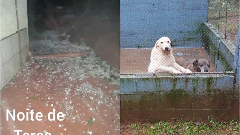 Granizo danifica espaço de ONG de animais em Chapecó (SC) e voluntários pedem ajuda