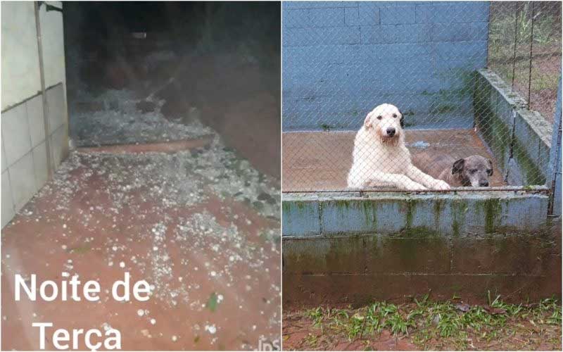 Granizo danifica espaço de ONG de animais em Chapecó (SC) e voluntários pedem ajuda