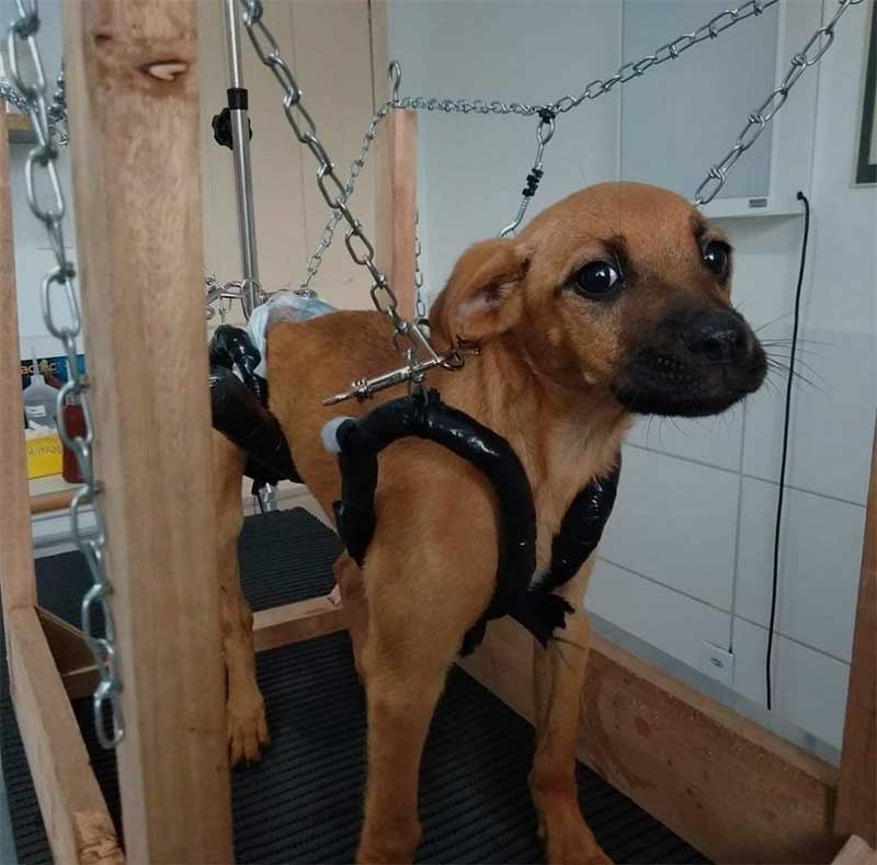 ONG Unidos Pelos Animais precisa de doações para cães deficientes, em Criciúma, SC