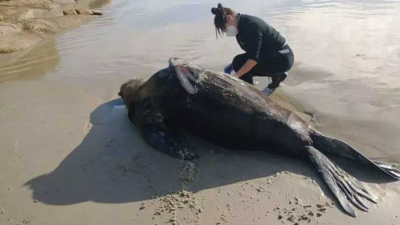Leão-marinho de mais de 2 metros é encontrado morto em Florianópolis, SC