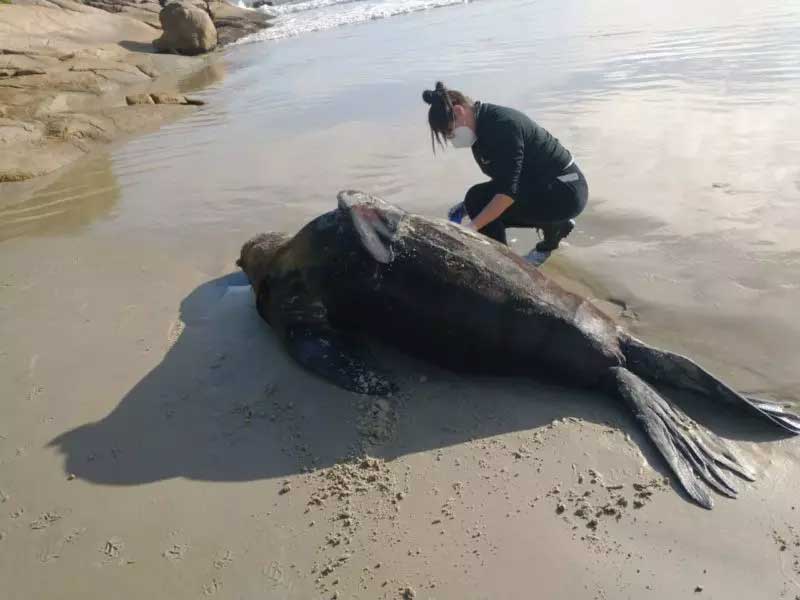 Leão-marinho de mais de 2 metros é encontrado morto em Florianópolis, SC