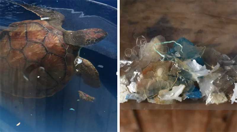 Tartaruga resgatada em Florianópolis chama a atenção por expelir lixo durante uma semana; FOTOS