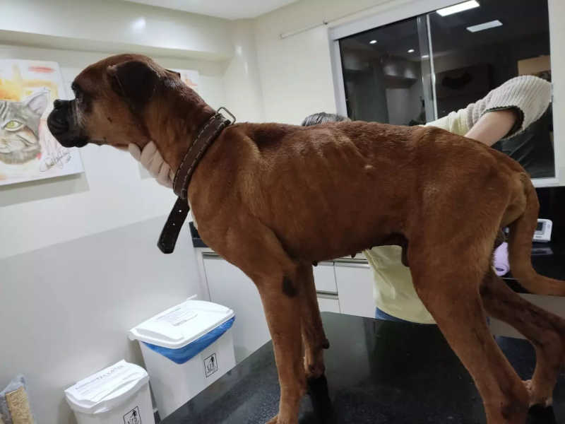 Cachorros resgatados pela polícia após maus-tratos ganham novos lares em Ibirama, SC; VÍDEO