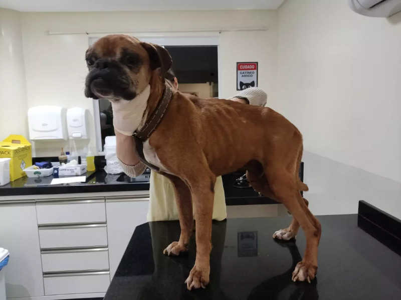 O cachorro da raça Boxer apresentava o pior estado sendo imediatamenteo encaminhado para uma clínica, onde ficou internado - Divulgação/Aspadi/ND
