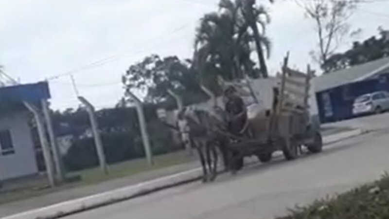 Moradora denuncia maus-tratos a cavalo; lei que tratava do tema não avançou em Itajaí, SC