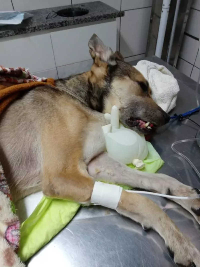 Cachorra recebeu cuidados, mas morreu horas depois – Foto: Divulgação/Liane Muniz/ND