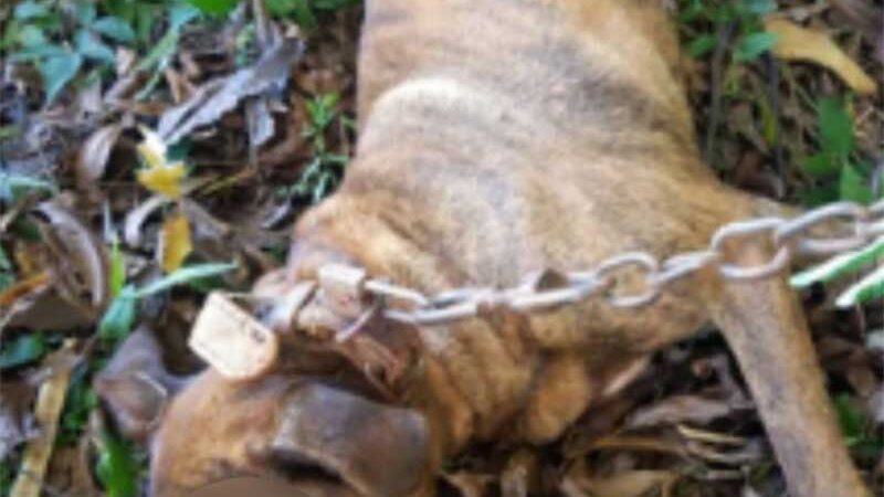 Homem é preso por matar cão a marretadas em troca de R$ 10 em Maravilha, SC