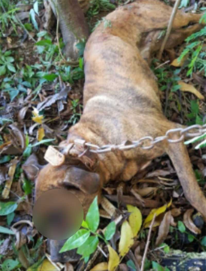 Homem é preso por matar cão a marretadas em troca de R$ 10 em Maravilha, SC