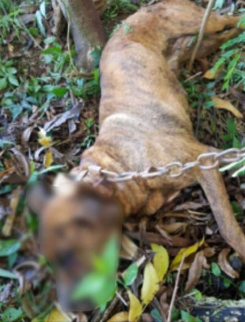 Polícia conclui investigação sobre morte de cão em Maravilha (SC) e indicia três pessoas por maus-tratos aos animais