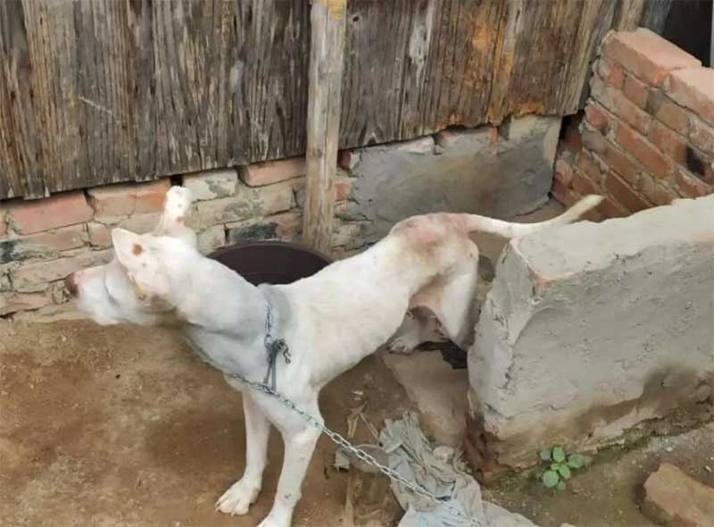 Homem é preso por deixar cachorro passando fome em Timbó, SC