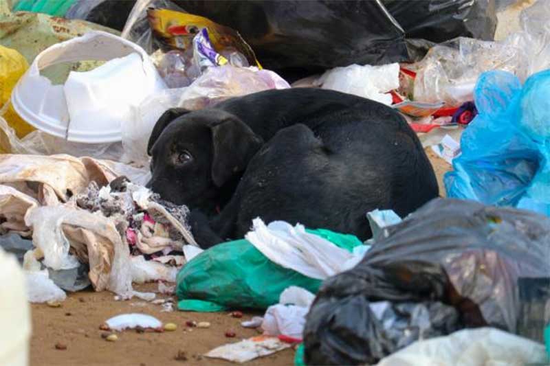 Cães abandonados lutam para sobreviver no lixão em Turvo, SC