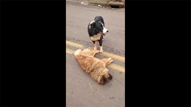 Cão não abandona amigo que morreu após ser atropelado em Xanxerê, SC; VÍDEO