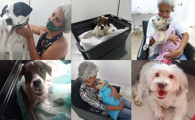 Com 46 animais resgatados, cuidadora independente passa dificuldades e clama por ajuda em MS