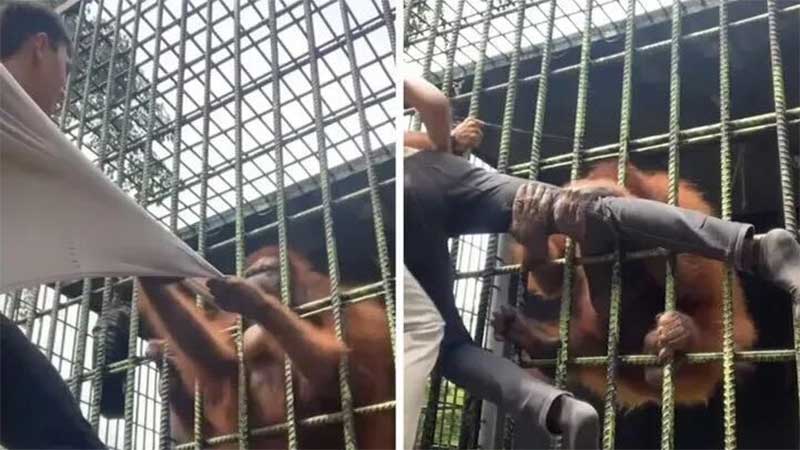 Homem é agarrado por orangotango em zoológico e fica desesperado