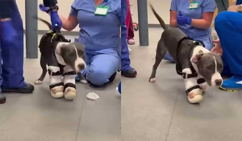 Vídeo comovente: cão que perdeu patas em acidente de trem ganha próteses e dá seus primeiros passos