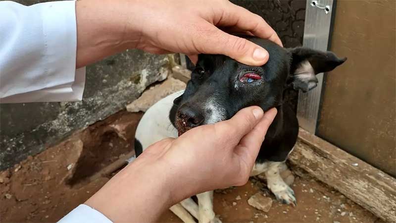 Cachorra agredida em Nuporanga será levada para abrigo - Foto: Divulgação/redes sociais