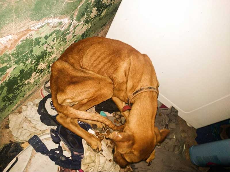 Tutor é preso em flagrante por maltratar cachorro em Rio Claro, SP