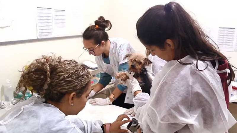 Mulher é presa por manter mais de 30 cães em situação de maus-tratos no interior de SP
