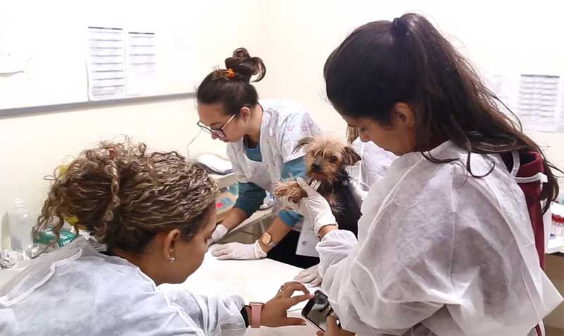 Mulher é presa por manter mais de 30 cães em situação de maus-tratos no interior de SP