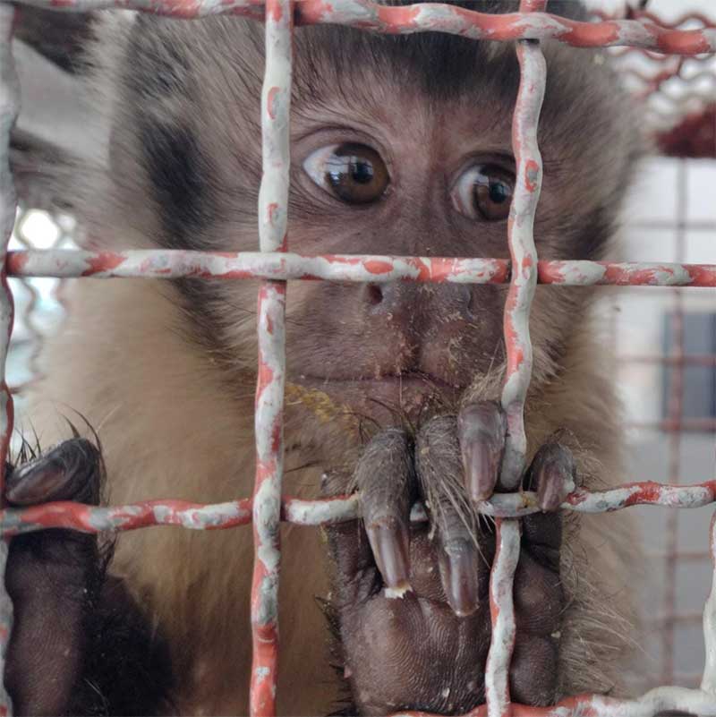 Dupla é flagrada transportando macaco para tráfico de animais em Bauru, SP