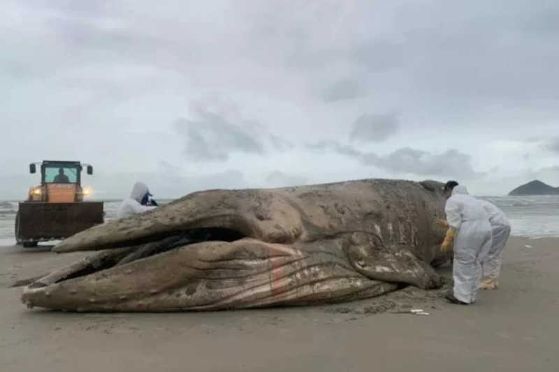 Baleia-jubarte de 11 metros é encontrada morta em praia de SP e com lesão causada por petrecho de pesca