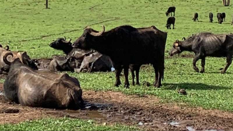Administração de fazenda pede venda de parte do rebanho de búfalas em Brotas, SP
