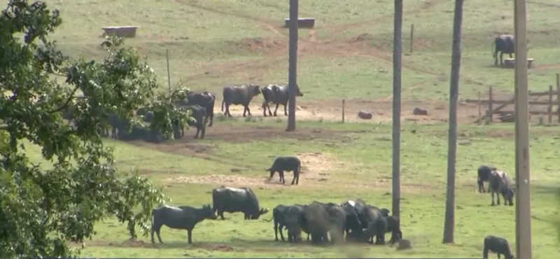 Búfalas de Brotas: Justiça decide que donos de fazenda paguem R$ 55 mil por mês para tratar animais vítimas de maus-tratos