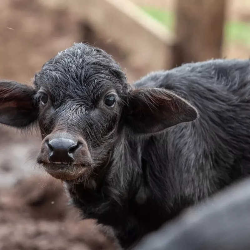 Bezerro de búfala nascido na fazenda em Brotas — Foto: ONG ARA/Reprodução