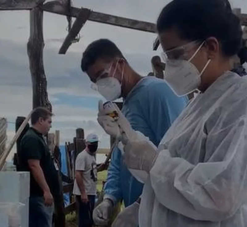 Defesa Agropecuária e voluntários vacinam búfalas encontradas em Brotas — Foto: Reprodução