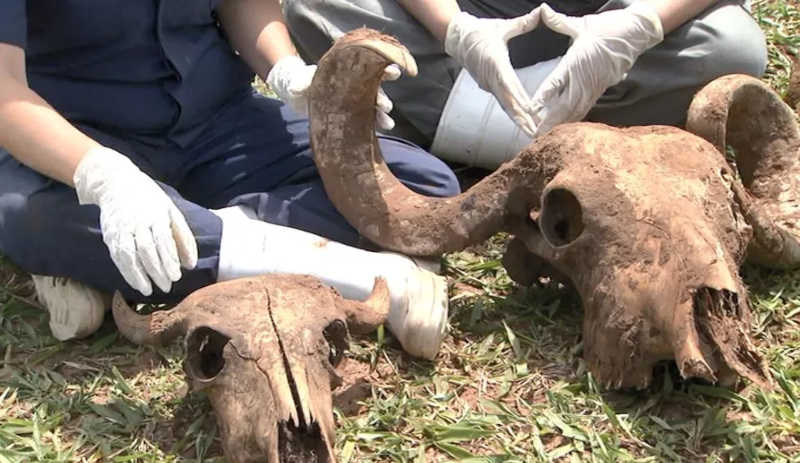 Carcaças de búfalas encontradas em cemitério clandestino em fazenda de Brotas — Foto: Paulinho Chiari/EPTV