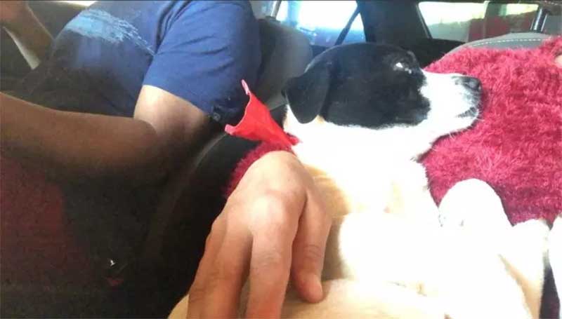 Cachorro esfaqueado em Cafelândia (SP) recebe alta e volta para casa